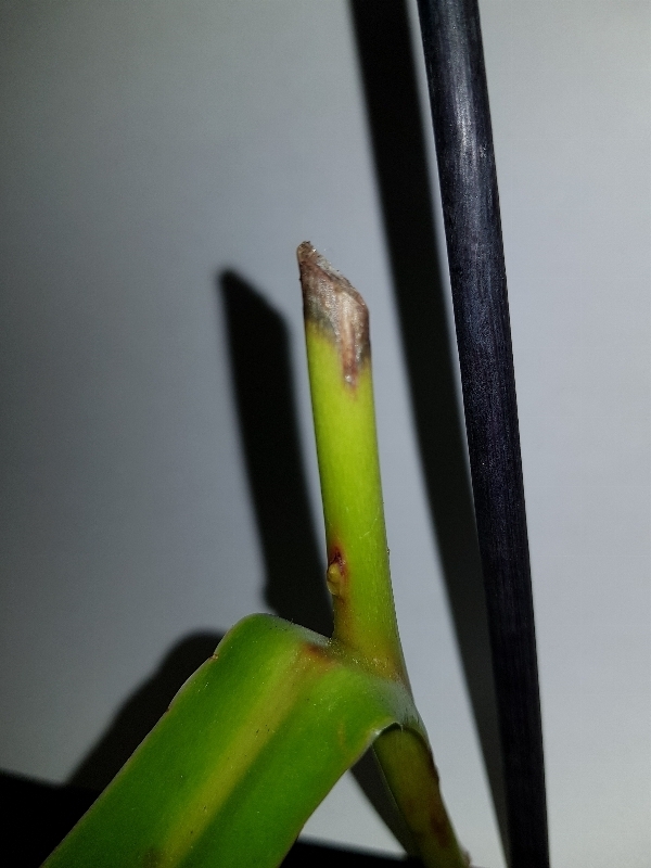 Nepenthes x ventrata 15104642861241003253