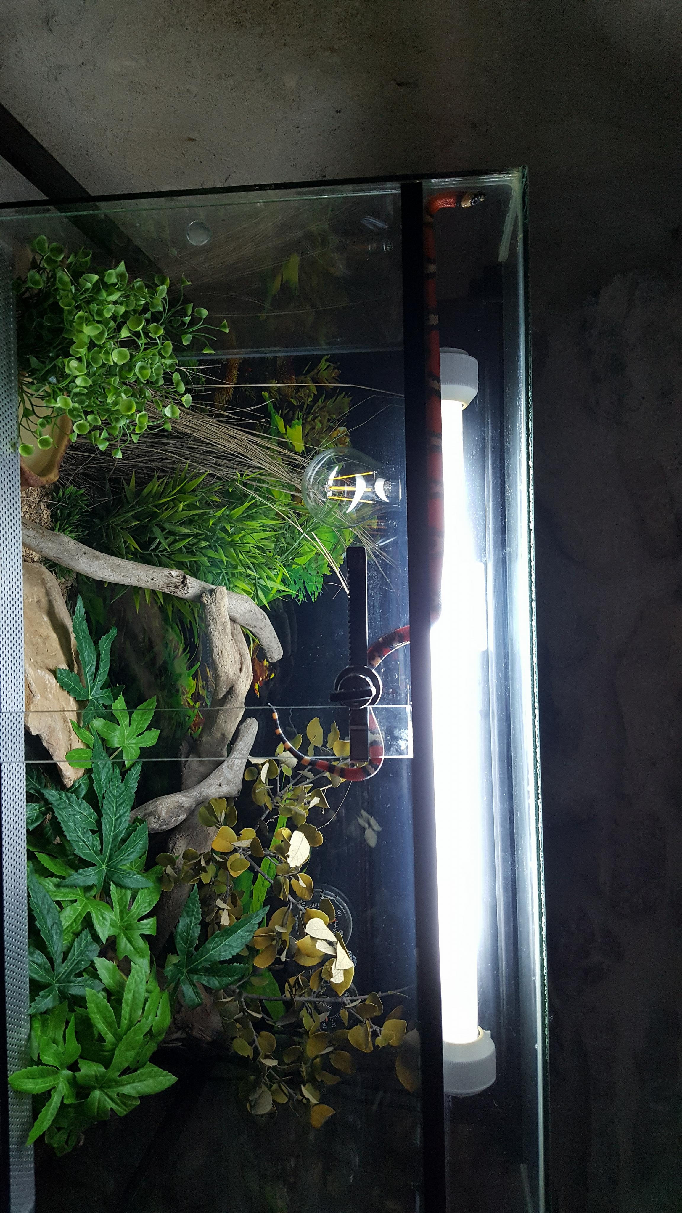 Présentation de mon Lampropeltis T.Hondurensis - Page 2 1520278284712224451