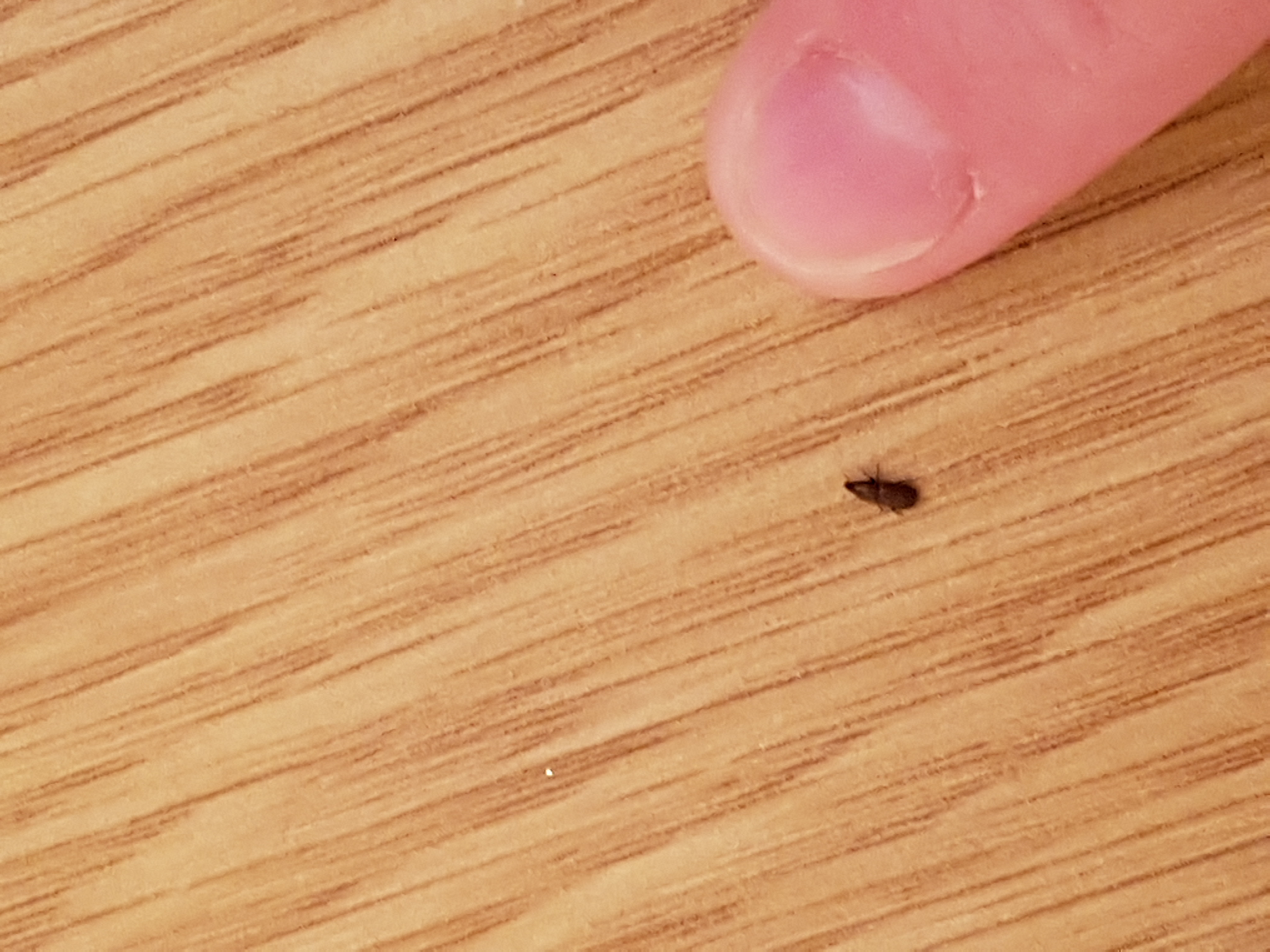 Petite insecte noir a carapace à identifier