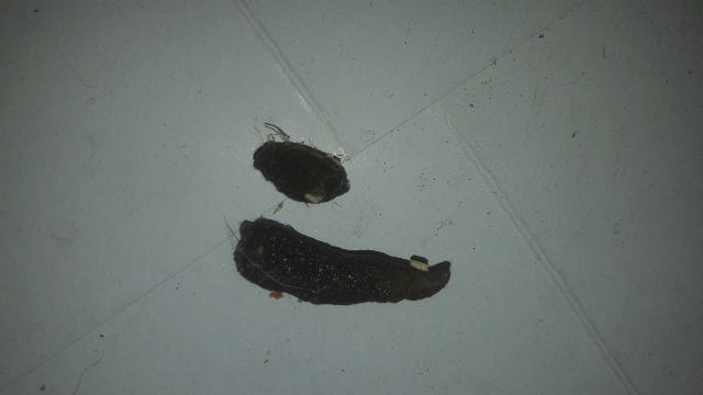 Rat constipé 1524760411945363957