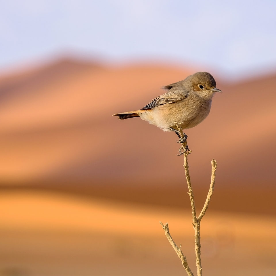 Sossusvlei ... les dunes de Namibie 152650572979753105