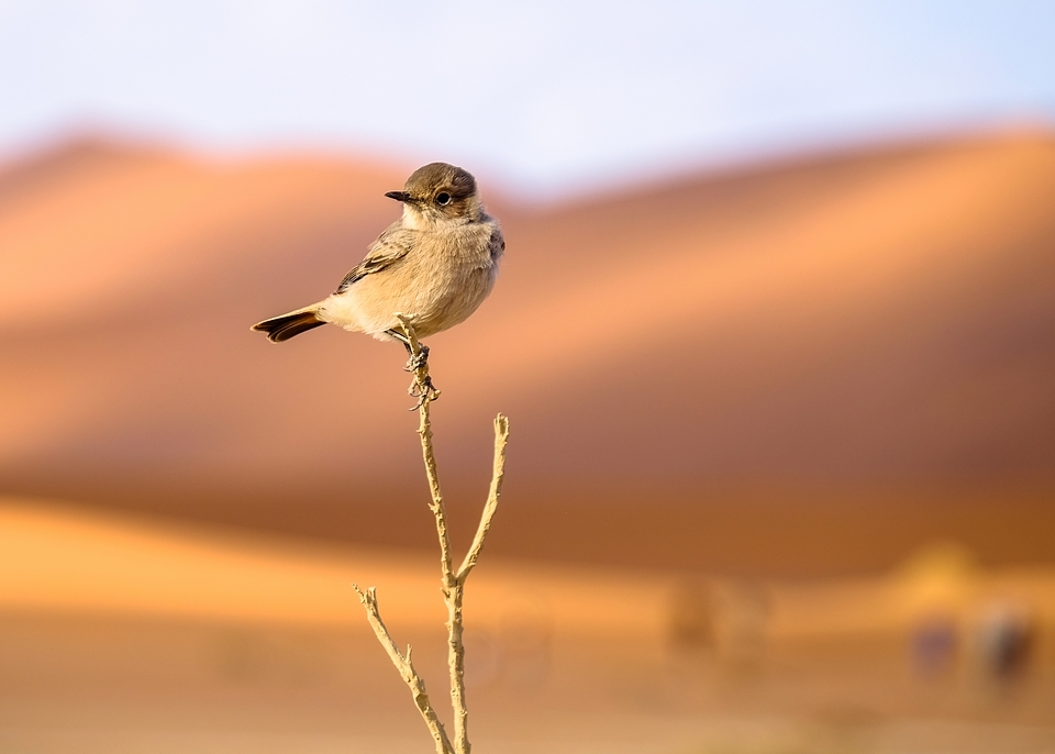 Sossusvlei ... les dunes de Namibie 1526505878875816866