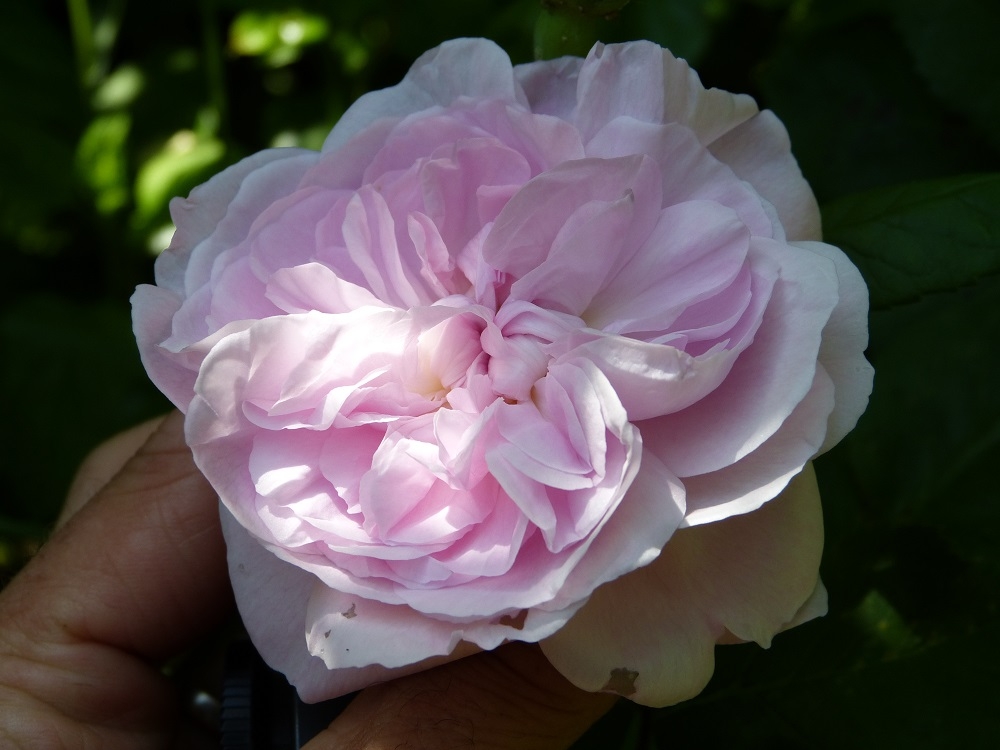 Centfeuilles, les reines du parfum. Fantin Latour - Page 3 15265641401489700051