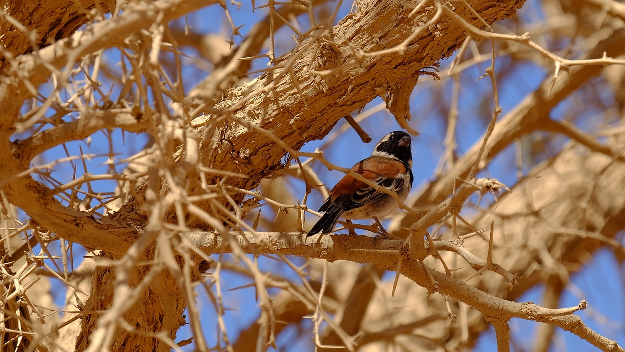 Sossusvlei ... les dunes de Namibie 15265925261164739533