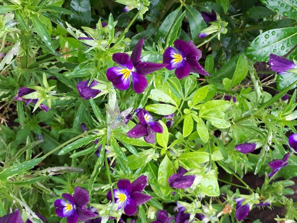 les jardins sont beaux en mai ! - Page 5 15274285091488033437
