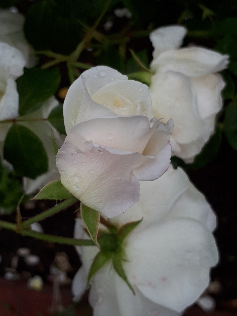 les jardins sont beaux en mai ! - Page 5 1527428715107344461