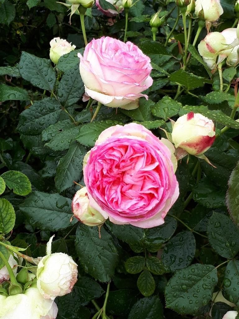 les jardins sont beaux en mai ! - Page 5 15274292071872225131