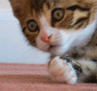 17451581773788623269.gif