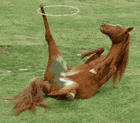 17462588353877244750.gif