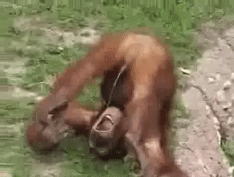17467184463571930639.gif