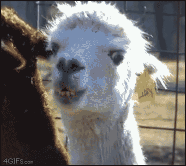 1747156006895246441.gif