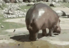 17541609284265829017.gif
