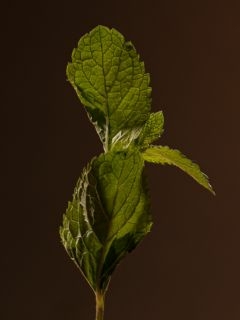 Image rreprésentant une feuille de menthe